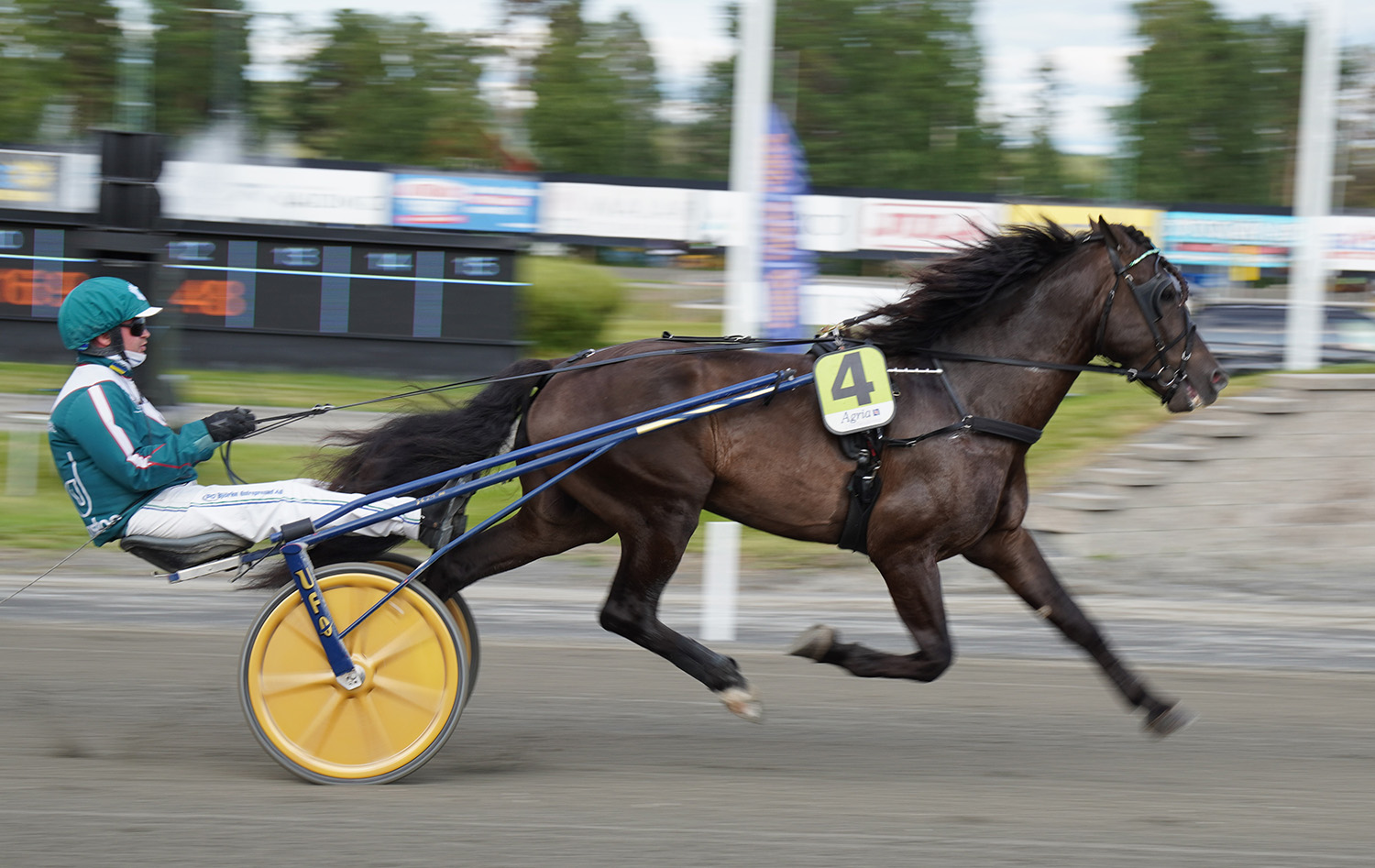 Granbarksborren 250809-3